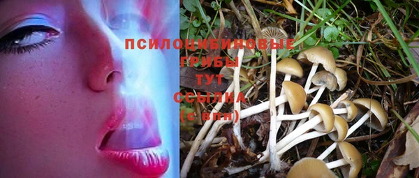 крисы Аркадак